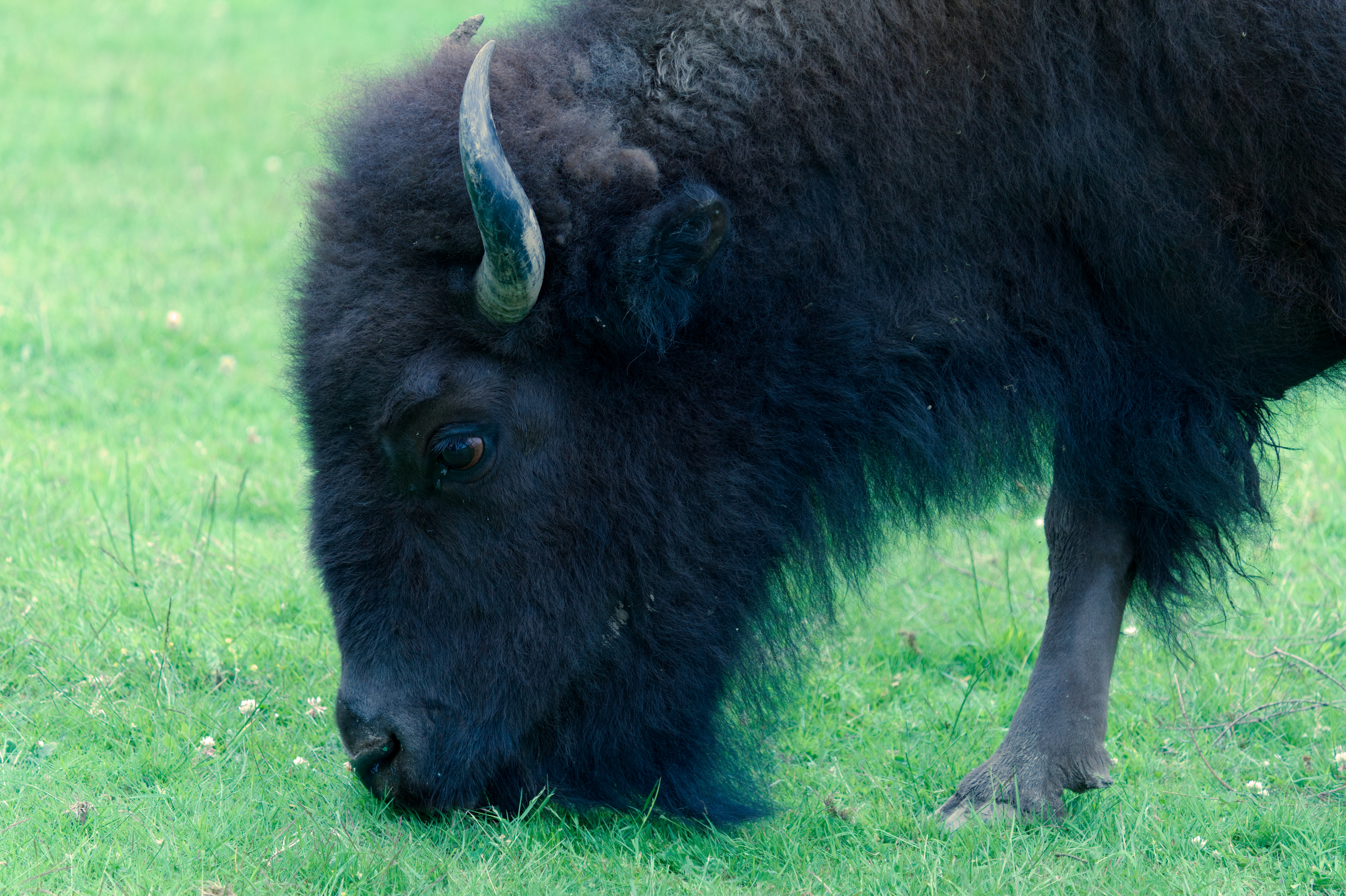 bison 2